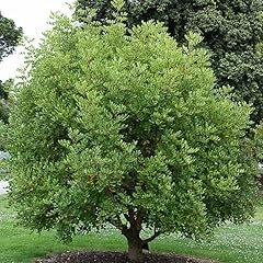 Ceratonia siliqua tree for sale  Delivered anywhere in USA 