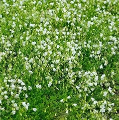 Zwergglockenblume bavaria whit gebraucht kaufen  Wird an jeden Ort in Deutschland