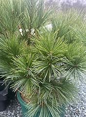 Evergreen mountain pine for sale  Delivered anywhere in UK
