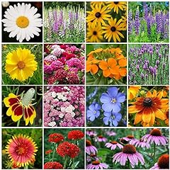 Eden brothers perennial for sale  Delivered anywhere in USA 