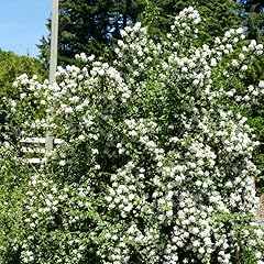 Mock orange bush for sale  Delivered anywhere in USA 
