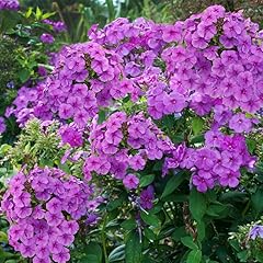 Purple flame tall for sale  Delivered anywhere in USA 