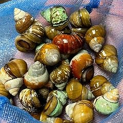 Live trapdoor snails for sale  Delivered anywhere in USA 