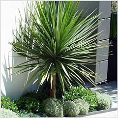 Cordyline australis cabbage for sale  Delivered anywhere in UK