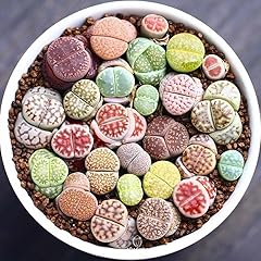 Exquisite succulent lithops for sale  Delivered anywhere in UK