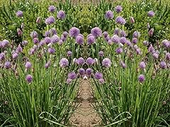 Heirloom chives herb for sale  Delivered anywhere in USA 