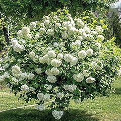 Viburnum roseum large for sale  Delivered anywhere in Ireland