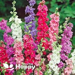 Rocket larkspur imperial for sale  Delivered anywhere in UK
