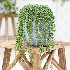 Plant theory 10cm for sale  Delivered anywhere in UK