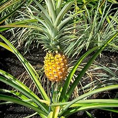 Sugarloaf pineapple plants for sale  Delivered anywhere in USA 