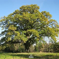 Quercus robur pcs for sale Quercus robur pcs for sale  Delivered anywhere in UK