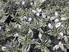 Hebe starlight shrub for sale  Delivered anywhere in UK