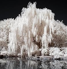 One white willow for sale  Delivered anywhere in USA 
