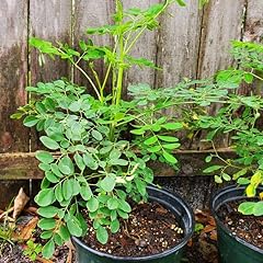 Moringa live tree for sale  Delivered anywhere in USA 