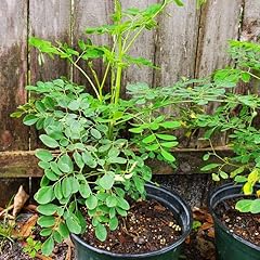 Moringa live trees for sale  Delivered anywhere in USA 