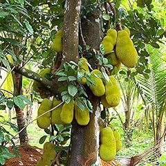 Jackfruit plant live for sale  Delivered anywhere in USA 