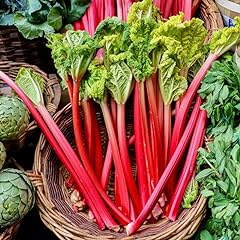 Red rhubarb plant for sale  Delivered anywhere in USA 