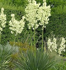 Palmlilie elegantissima yucca gebraucht kaufen  Wird an jeden Ort in Deutschland