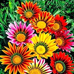 Showy gazania flower for sale  Delivered anywhere in USA 