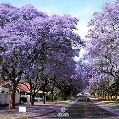 Paulownia tomentosa 200 for sale  Delivered anywhere in UK