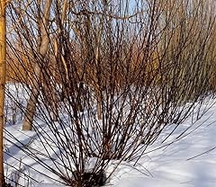 Blackskin willow bush for sale  Delivered anywhere in USA 