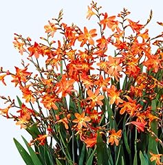 Red yellow orange for sale  Delivered anywhere in USA 