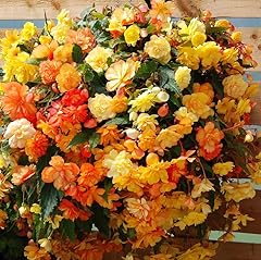 Votaniki cascade begonia for sale  Delivered anywhere in USA 