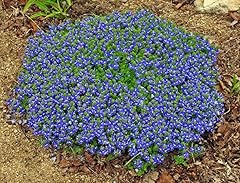 Veronica armena armenian for sale  Delivered anywhere in UK