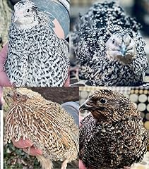 Coturnix quail jumbo for sale  Delivered anywhere in USA 