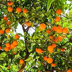 Navel orange tree for sale  Delivered anywhere in USA 