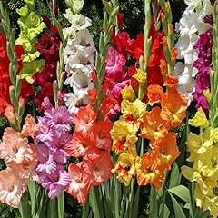 Mixed gladiolus flower for sale  Delivered anywhere in USA 