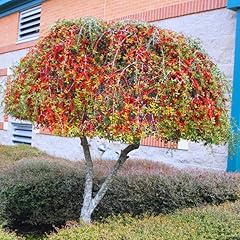 Weeping yaupon holly for sale  Delivered anywhere in USA 