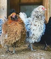 Frizzle hatching eggs for sale  Delivered anywhere in USA 