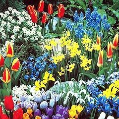 Complete spring flower for sale  Delivered anywhere in USA 
