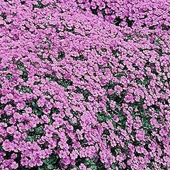 Used, Aubrieta 'Purple Cascade' / Rock Cress/Hardy Perennial/PlantGenesis for sale  Delivered anywhere in UK