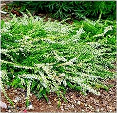 Scotch heather calluna for sale  Delivered anywhere in UK