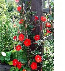 Morning glory mix for sale  Delivered anywhere in UK