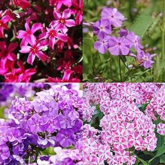 Tall phlox mix for sale  Delivered anywhere in USA 