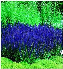 Blue queen salvia for sale  Delivered anywhere in USA 