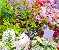 Pack live terrarium for sale  Delivered anywhere in UK