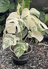 Monstera albo variegated for sale  Delivered anywhere in USA 