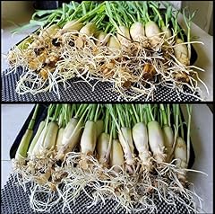 Lemongrass ready plant for sale  Delivered anywhere in USA 