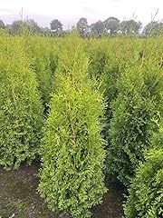 Thuja brabant 125 gebraucht kaufen  Wird an jeden Ort in Deutschland