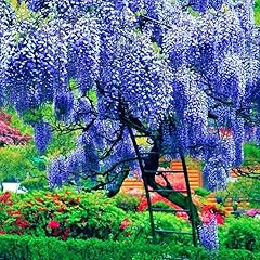Wisteria live plants for sale  Delivered anywhere in USA 