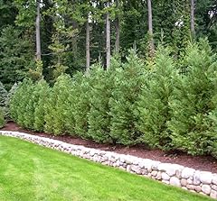 Arborvitae green giant for sale  Delivered anywhere in USA 