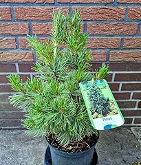 Japanische mädchenkiefer pinu gebraucht kaufen  Wird an jeden Ort in Deutschland