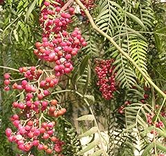 Schinus molle tree for sale  Delivered anywhere in USA 
