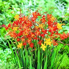 Votaniki crocosmia mix for sale  Delivered anywhere in USA 