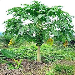 Papaya plant live for sale  Delivered anywhere in USA 
