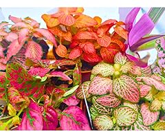 Pink plant collection for sale  Delivered anywhere in UK